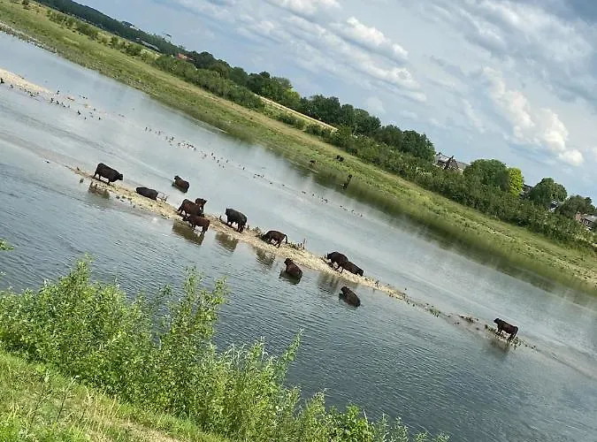 Maashuys