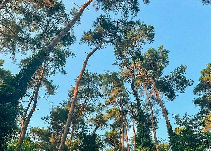 Boshuisje Pinus Sonnevijver Residences